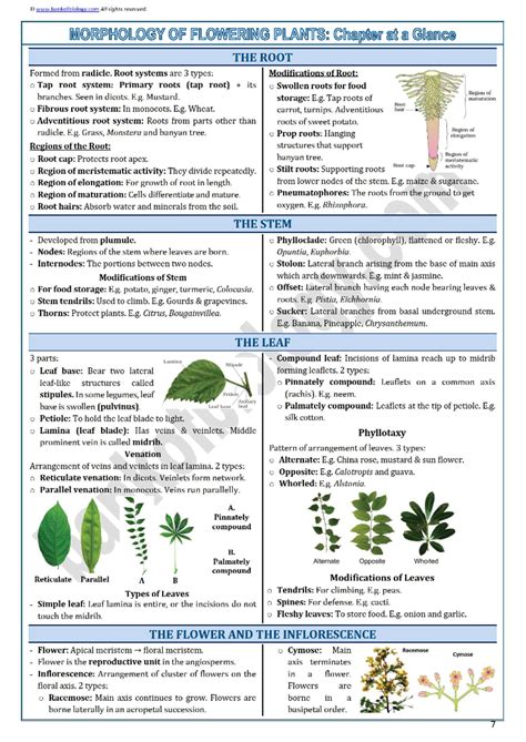 CRS Morphology of Flowering Plants: Exam Capsule Notes - Studocu
