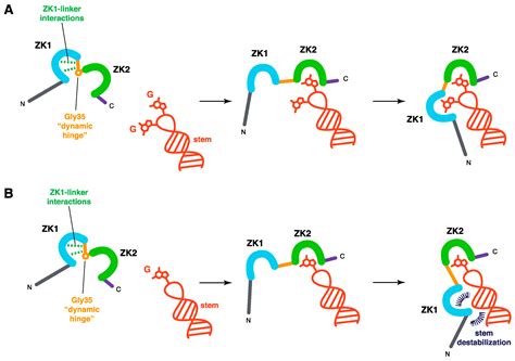 Overview of the Nucleic-Acid Binding Properties of the HIV-1 ...