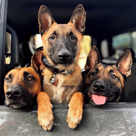 DTE. E-Collar in Dog Training in Gilbert, AZ