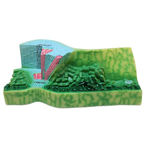 Buy NOCALC Study Teaching Model Leaf Cross Section Structure Model ...