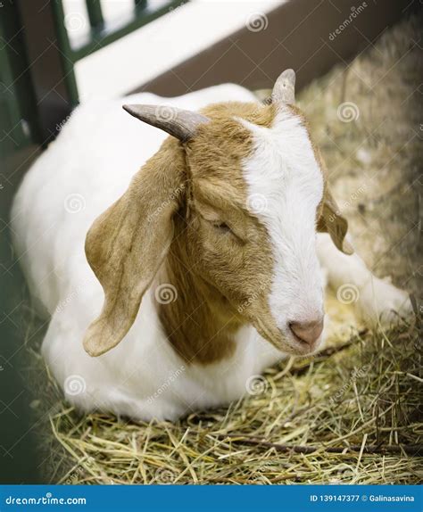 Goat. Boer breed. stock image. Image of brown, color - 139147377