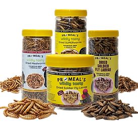Pro-Meal Animal Feeds, India's Largest Mealworm, Superworm Supplier ...