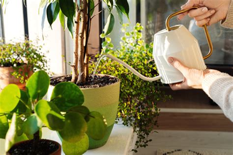 How to Prevent Root Rot in Plants? – Ugaoo