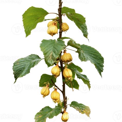 Image result for Hazelnut Tree Branch