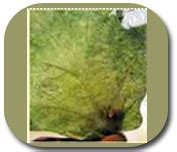 TNAU Agritech Portal :: Crop Protection