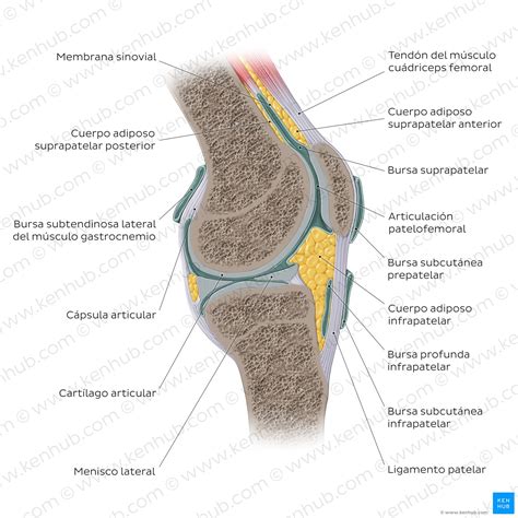 ¿cuáles son los diferentes ligamentos de la rodilla? _ ligamento ...
