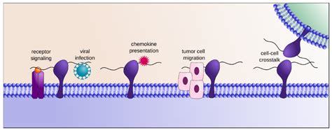 Heparan Sulfate Proteoglycans Biosynthesis and Post Synthesis ...