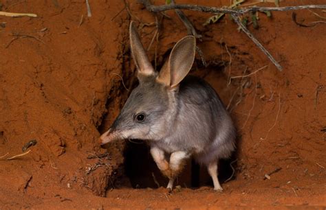 Pin on Natural History