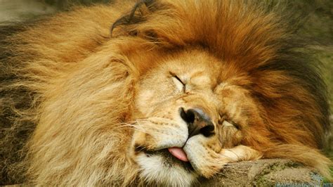 Lion and Lamb Wallpaper (54+ images)