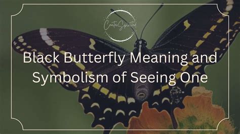 Black Butterfly Meaning and Symbolism of Seeing One