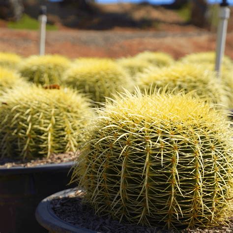 Golden Barrel Cactus | Cacti Agave and More | Moon Valley Nursery