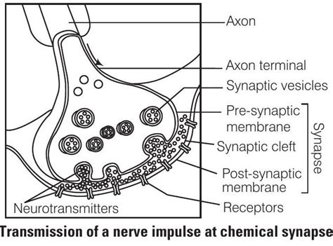 SATHEE: Neural Control and Coordination