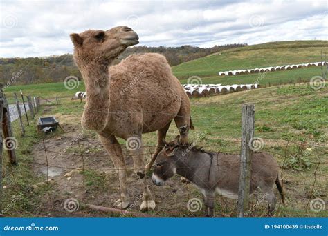 Camel on hump day stock image. Image of mammal, head - 194100439