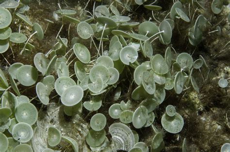 Phylum Chlorophyta Phylum Phaeophyta, Rhodophyta & Chlorophyta