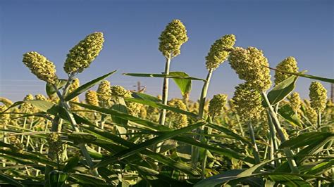 शेतकरी बंधूंनो शेती करता करता शेतीला समजून घ्या!शेती ही सुख दुःखा सारखी ...