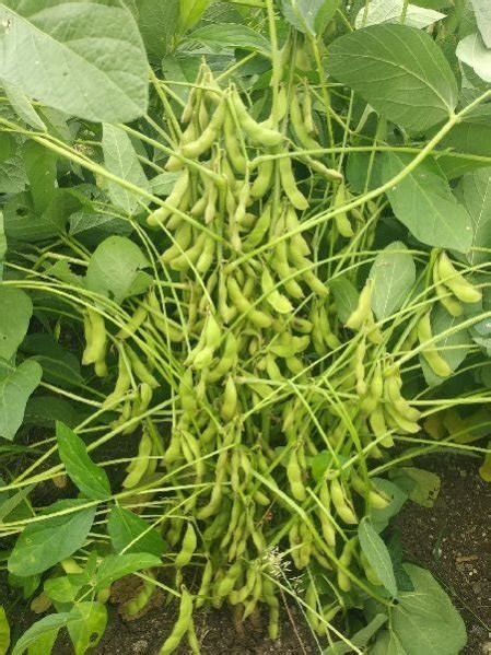 KDS-726 Certified Soybean Seeds Manufacturers and Suppliers from Latur