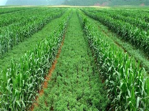 पिकांमधील आंतरपीक पद्धतीचे महत्त्व आहे नफ्याचे उत्तम तंत्र