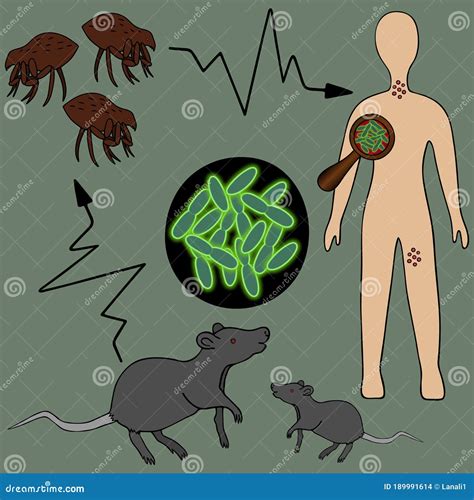 The Scheme of Infection with the Plague Bacterium: Rat - Flea - Man ...