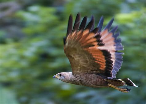 Savanna Hawk - Owen Deutsch Photography