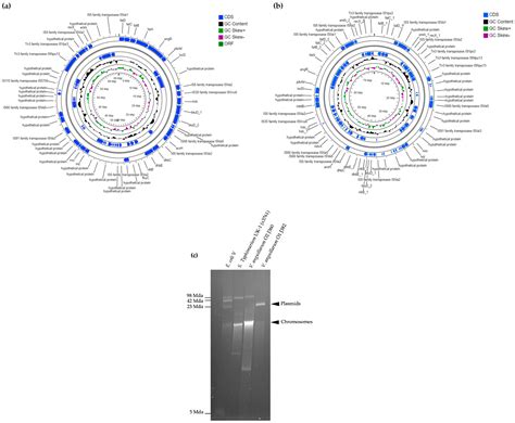 Comparative Genomic Analysis of Virulent Vibrio (Listonella ...