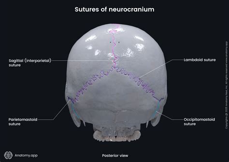 Cranial Sutures Anatomy
