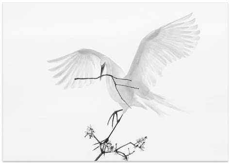 Transparent Wings | Art Gallerie – ArtGallerie