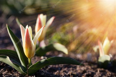 Image result for First Day of Spring