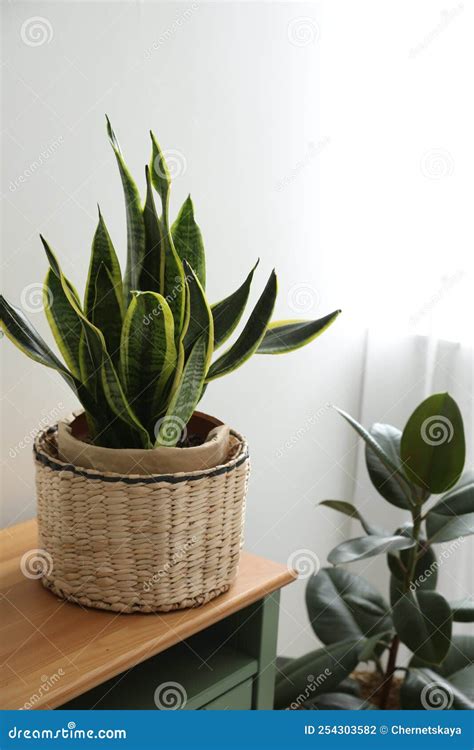 Household Tropical Plants