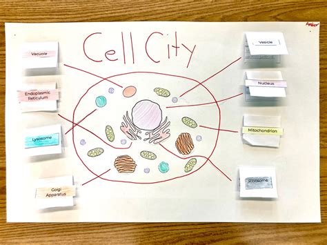 The Scientific Creative: Cell City: Cell Organelles Project