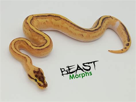 Image result for Ghost Python Morph