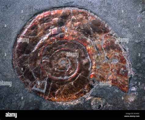 Image result for Round Shell Fossil