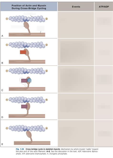 Image result for Cross Bridge Cycle Explained