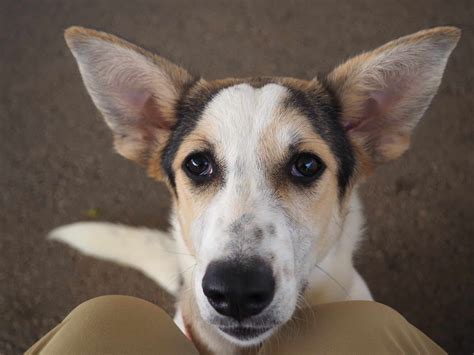 The Secret (Mental Health) Lives of Pets: What Pets Really Think and Feel