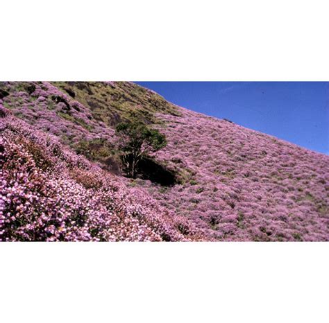 This Surreal Place In 'Kerala' With A Stunning View Is A Paradise For