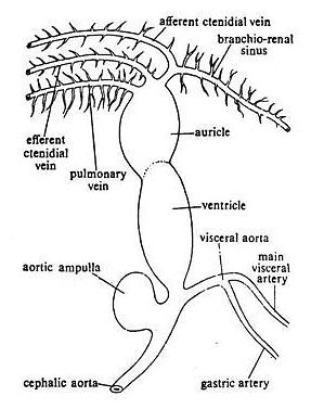 Molluscs: Pila - Zoology Optional Notes for UPSC PDF Download