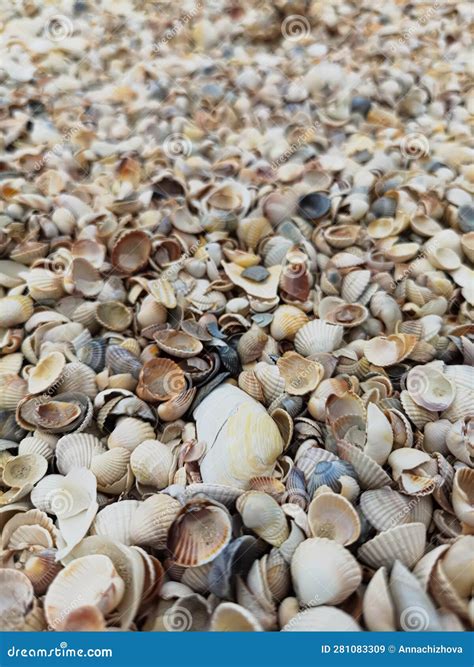 Image result for One Shell