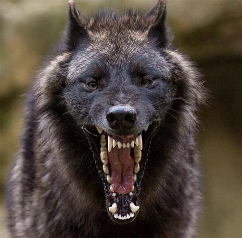 A black wolf formidably opening his mouth wide | Animals beautiful ...