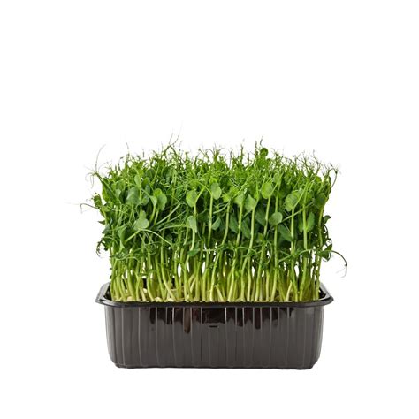 Pea Shoots Microgreens seeds online india – GardenGuru