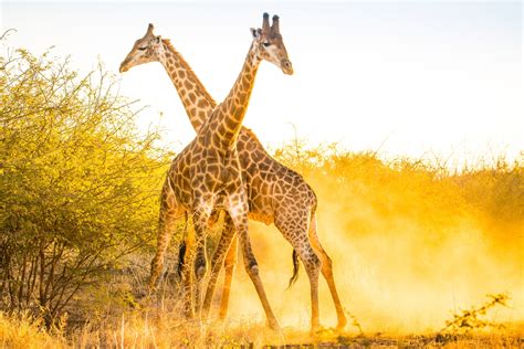Giraffe populations are rising, giving new hope to scientists | National Geographic