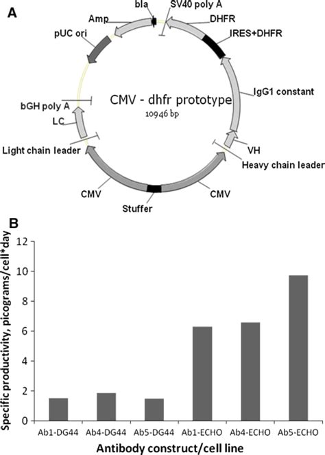 Image result for Mammalian Expression Vector
