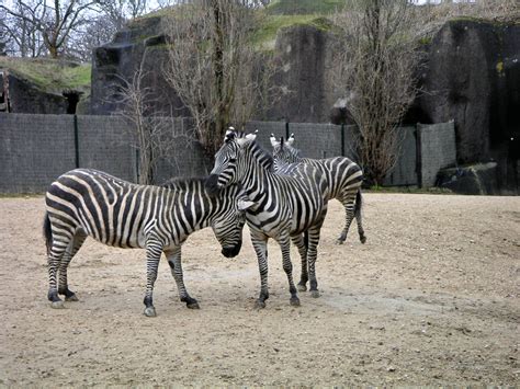 Definitive Guide To Grant's Zebra Facts, Habitat, Conservation Status, Zoo Populations, Pictures ...