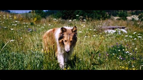 Lassie Come Home (2020)