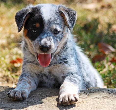 What Is A Blue Heeler Dog Good For at Carly Decosta blog