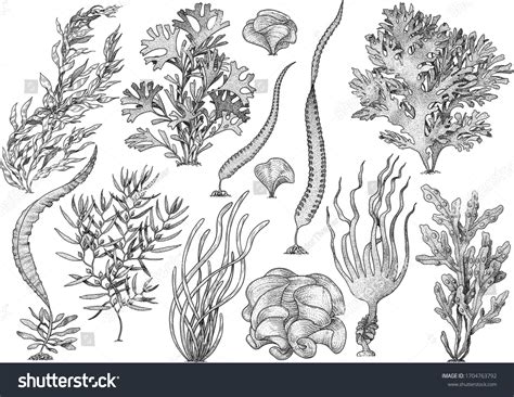 57 400 рез. по запросу «Kelp» — изображения, стоковые фотографии и ...