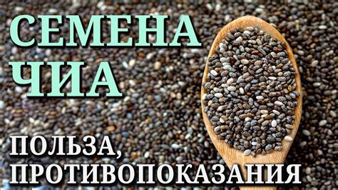 Семена чиа: полезные свойства и противопоказания, как принимать