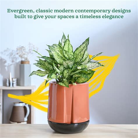 Moonlight Drama Ceramic Planter – Ugaoo