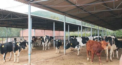 牛场常见疾病的种类和症状，养牛防控牛病的方法有哪些？牛疫病防治用什么药？_寄生