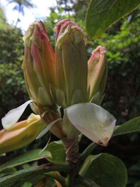 Rhododendron nuttallii | Pukeiti