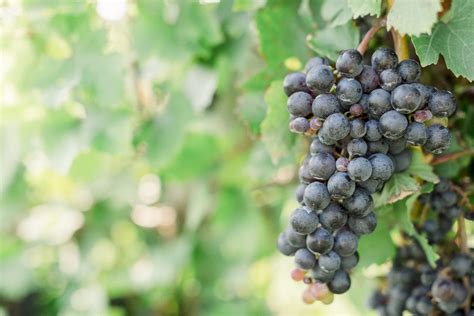 Ciccone Vineyard & Winery