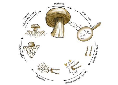 Fungi Life Cycle Steps On The Use Of Spores Of Coprophilous Fungi